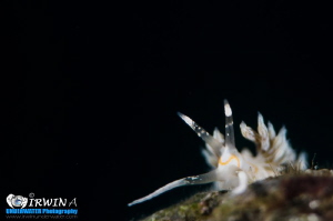 B E A U T Y 
Nudibranch (Godiva rachelae)
Dumaguete, Ph... by Irwin Ang 